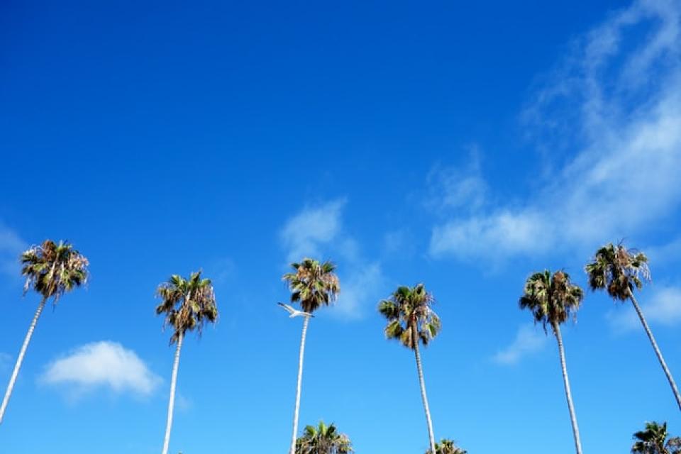 Tall palm trees against a bright blue sky with scattered clouds.